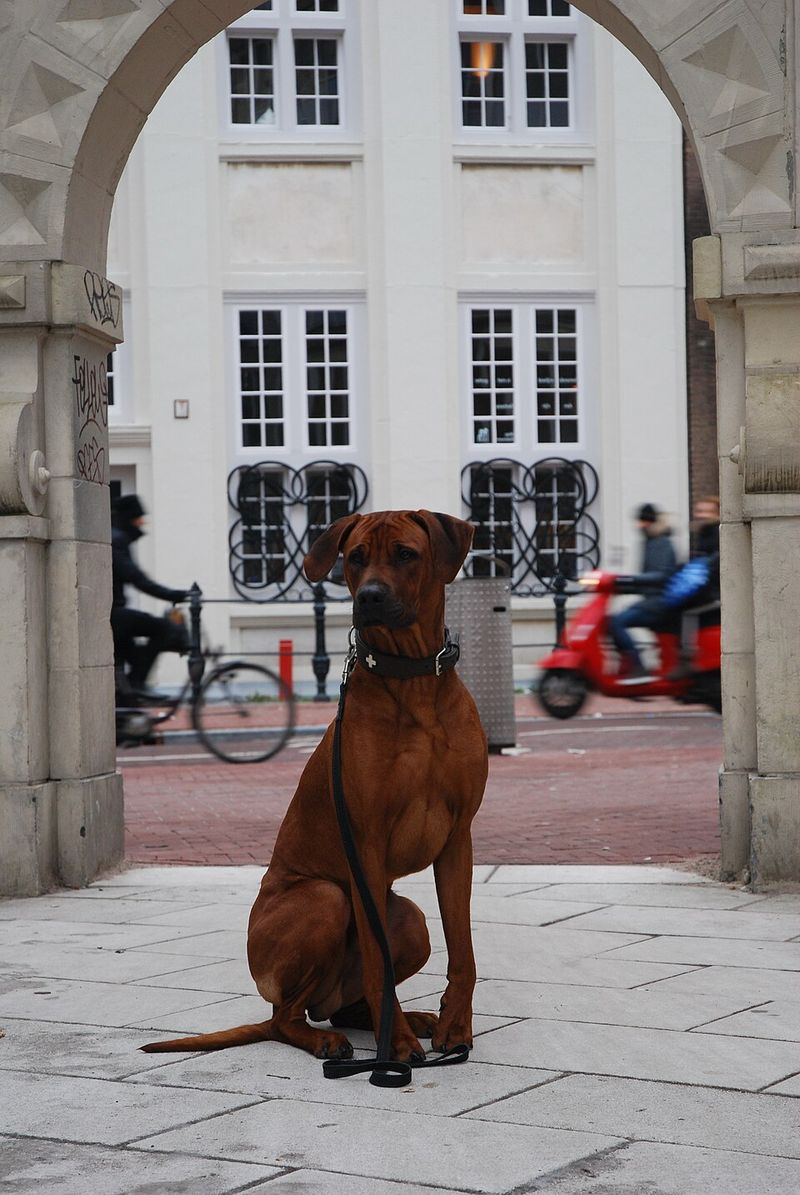 You can't charm every dog instantly - These breeds often make strangers earn their approval 9 Rhodesian Ridgeback