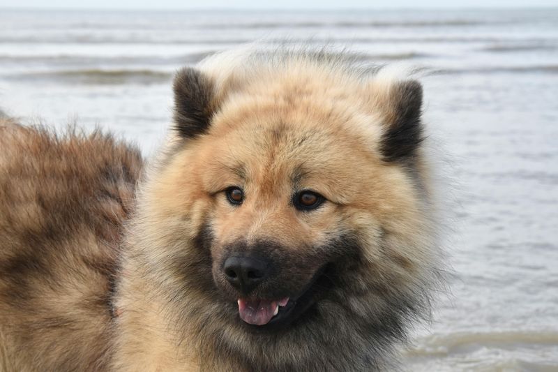 Eurasier