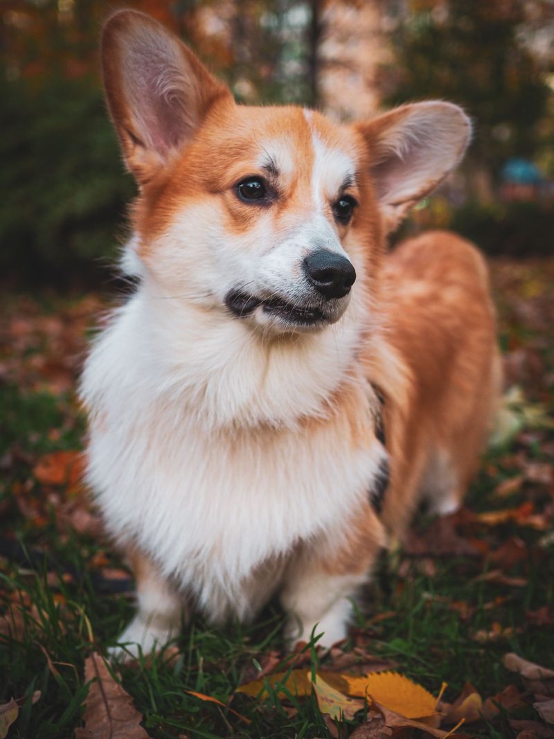 Pembroke Welsh Corgi
