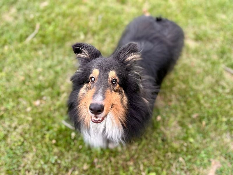Living with these dog breeds often teaches owners to communicate more thoughtfully 13 Shetland Sheepdog