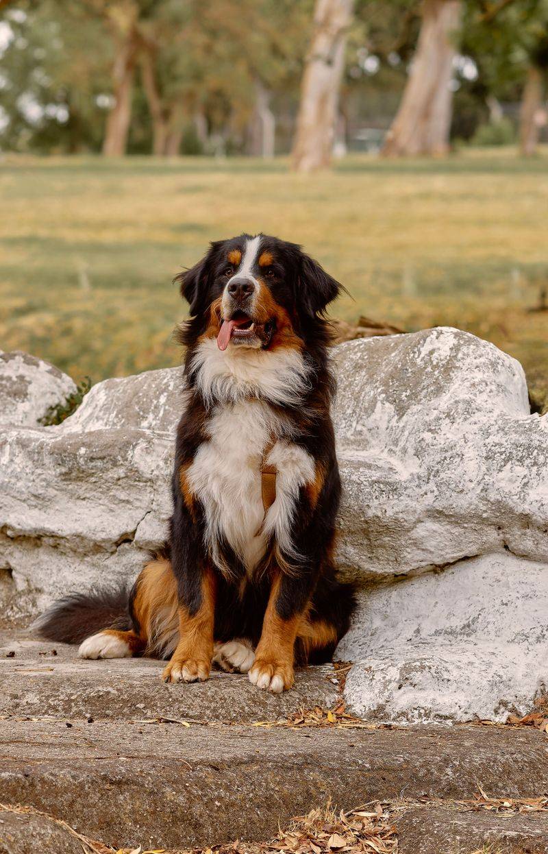 Keeping their cool comes naturally to these emotionally balanced companions 3 Bernese Mountain Dog