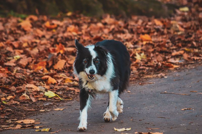 Privacy becomes optional when you live with these 11 dog breeds – plus 2 companions that supervise everything you do 9 Border Collie