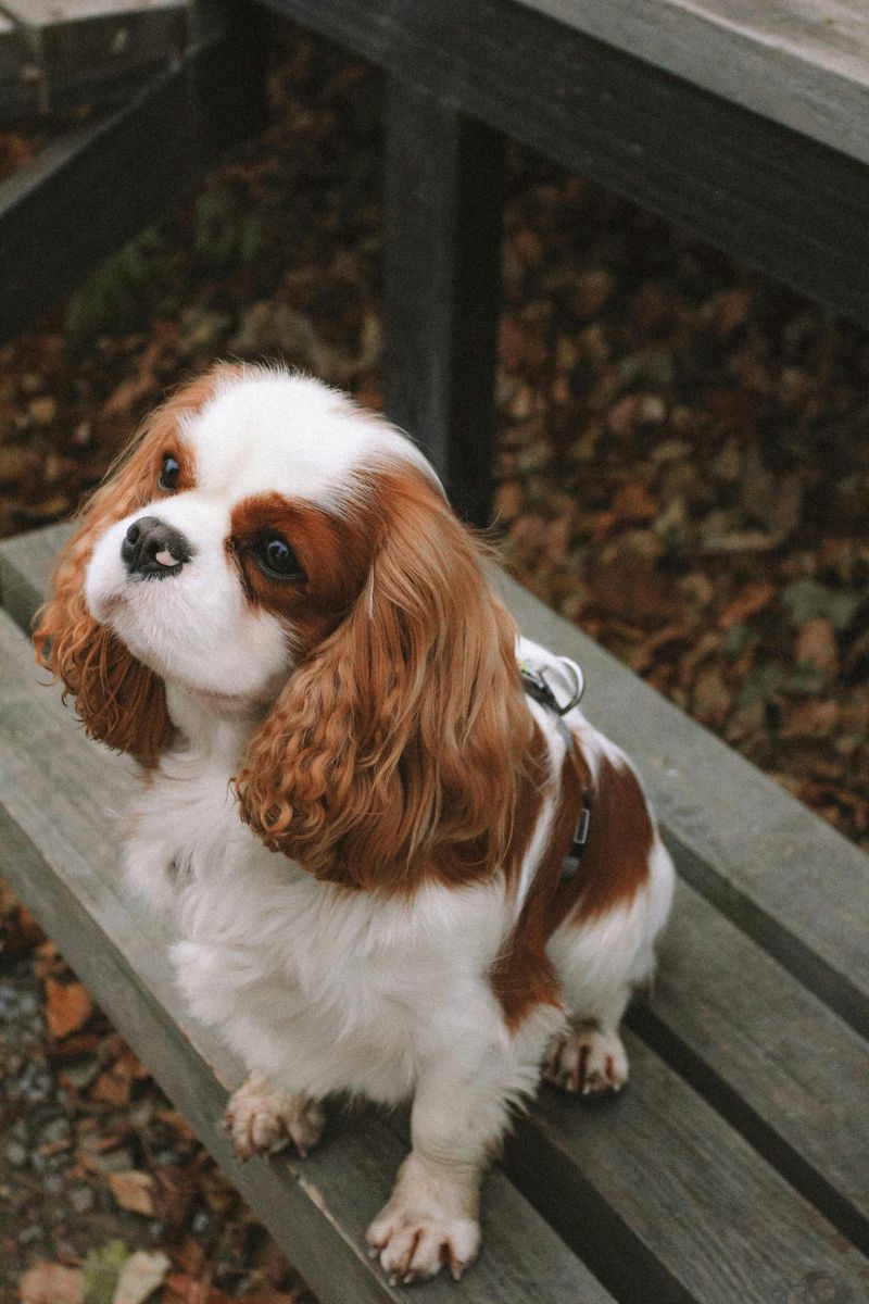 Living alone? These 14 dog breeds are the perfect match for your lifestyle 3 Cavalier King Charles Spaniel