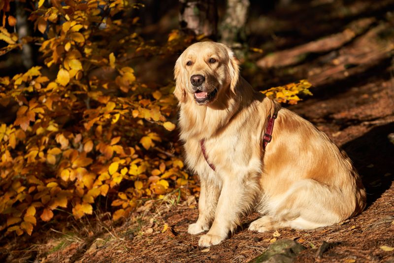 If everyone at home shares dog duties, these dog breeds may be an ideal match 3 Golden Retriever