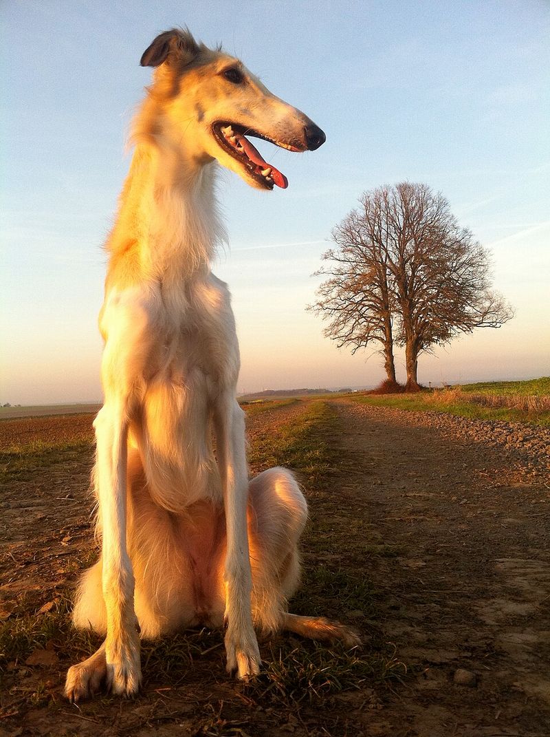Some dogs turn heads - these unusual breeds make strangers ask what exactly they're looking at 8 Borzoi