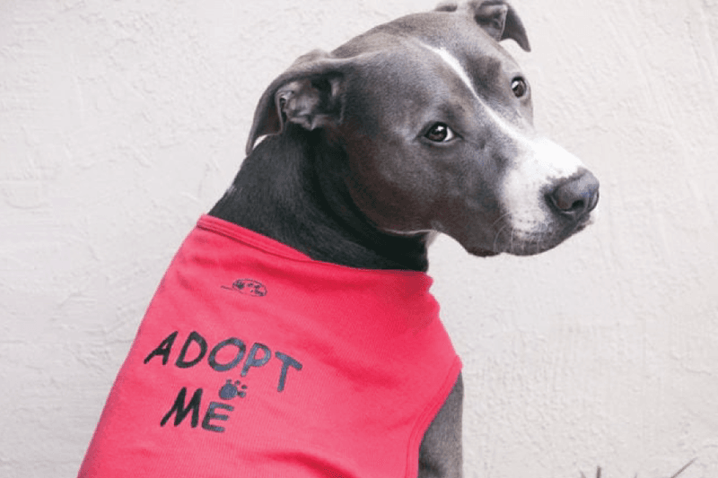 Myth 16: Adopting a shelter dog takes months.