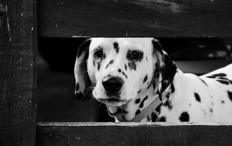 25 Dog Breeds with the Biggest and Most Expressive Personalities 26 Dalmatian