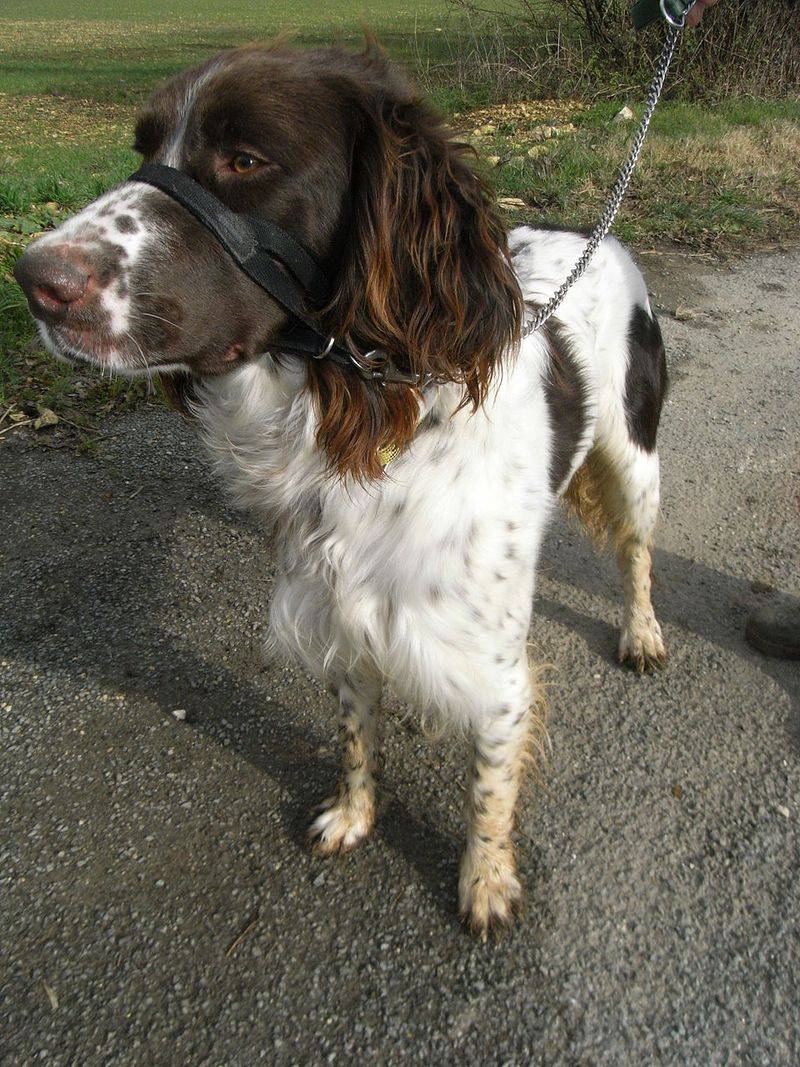 French Spaniel