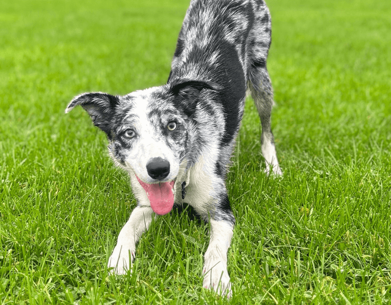 10 adaptable dogs that often learn the rhythm of the household - and 3 whose energy needs won't negotiate 13 Border Collie