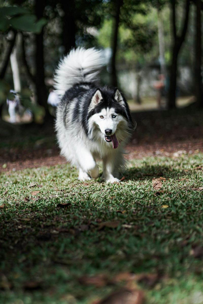 Alaskan Malamute