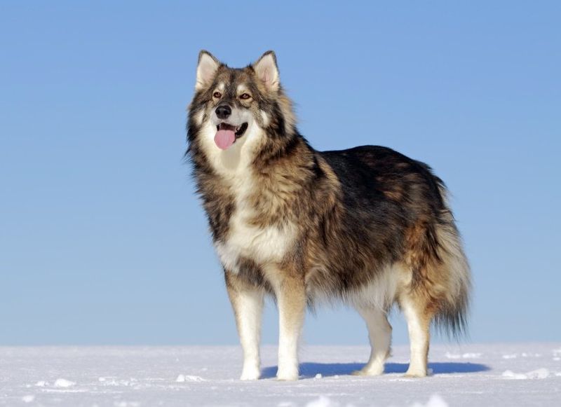 10 Dog Breeds That Are Truly Wolf-Like – And 5 That Only Look Wild 6 Utonagan