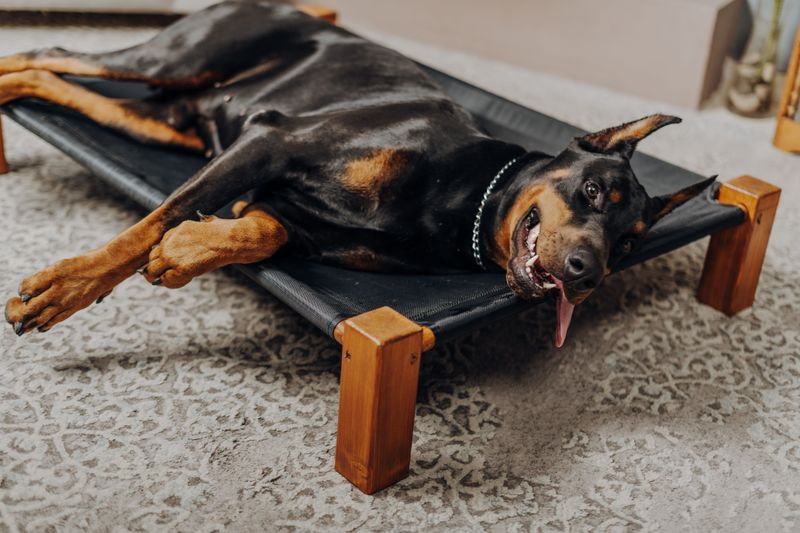 Doberman Pinscher