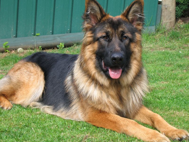 14 Dog Breeds That Strongly Mirror the Classic German Shepherd Appearance 15 German Shepherd Long-Haired (variety)