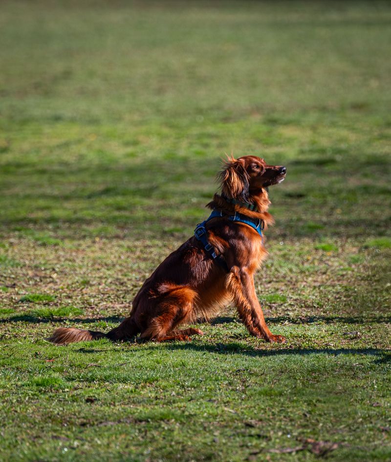 Friendly personalities come naturally to these welcoming dog breeds 5 Irish Setter