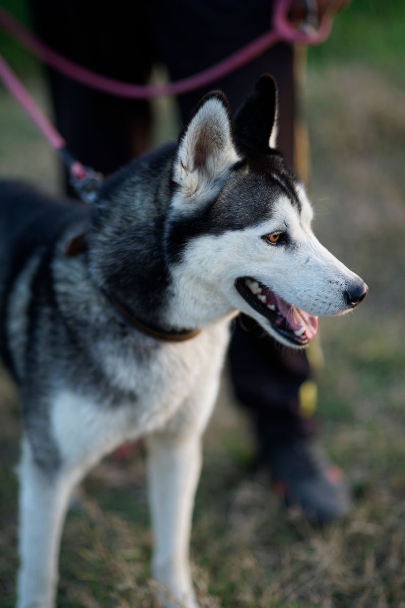 Siberian Husky