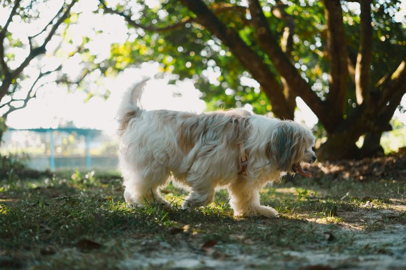 Life doesn't always follow a schedule - and these dog breeds seem perfectly fine with that 2 Havanese