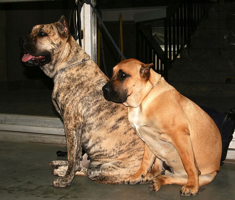 Earn the loyalty of these 13 dog breeds, and they'll guard you without hesitation 6 Cane Corso
