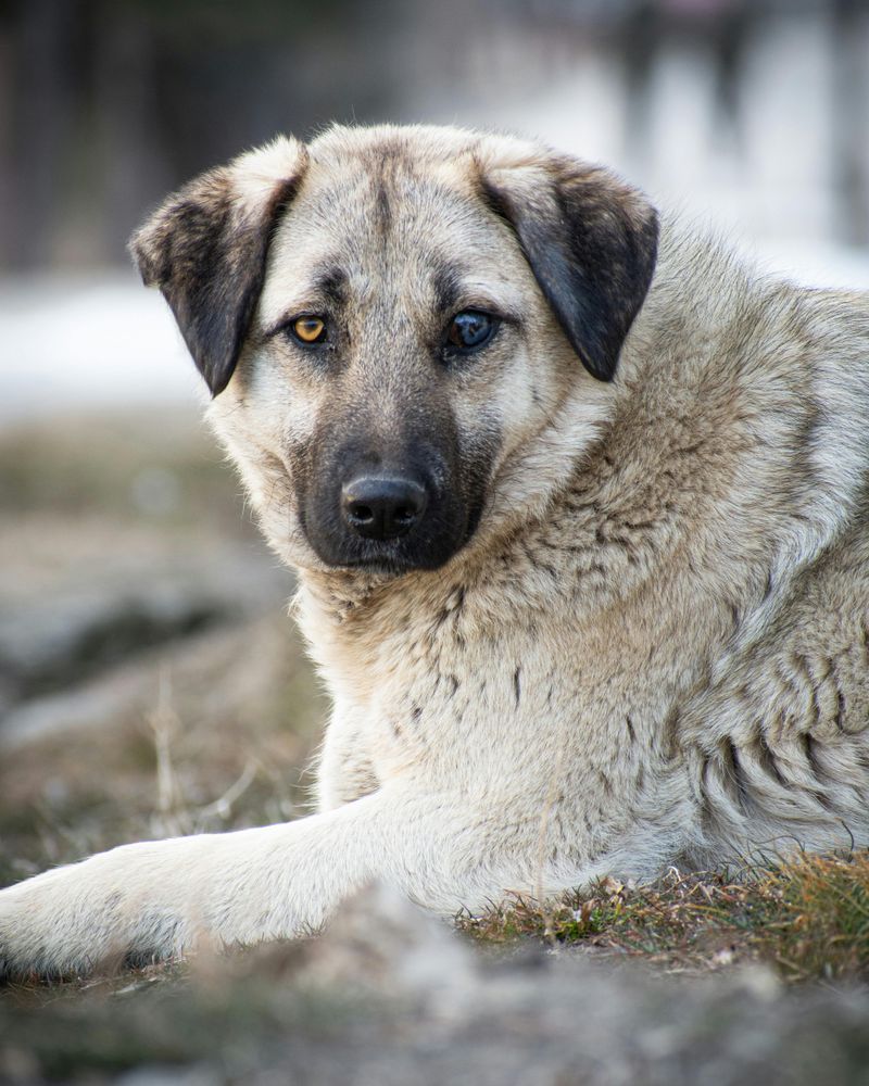Anatolian Shepherd Dog