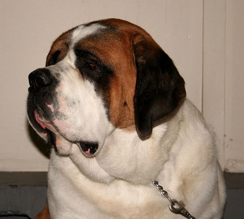 Saint Bernard