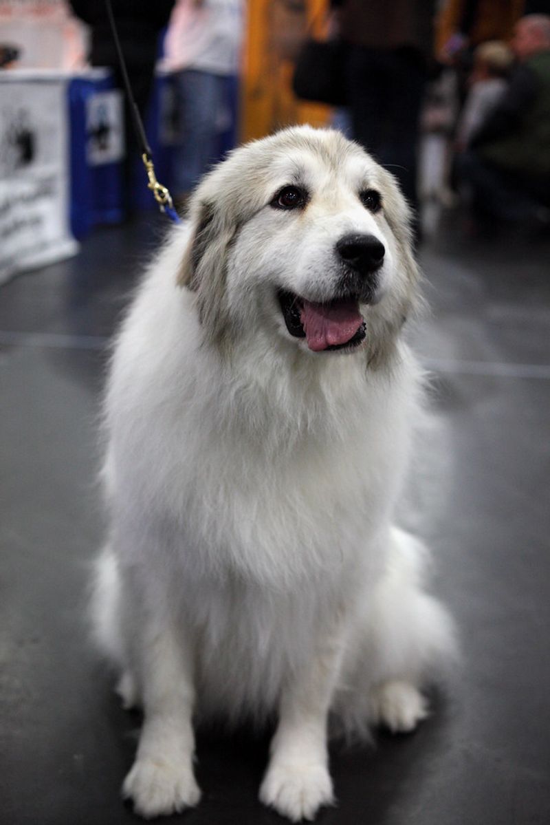 12 dogs with painfully short lifespans owners say are never easy to accept 12 Great Pyrenees