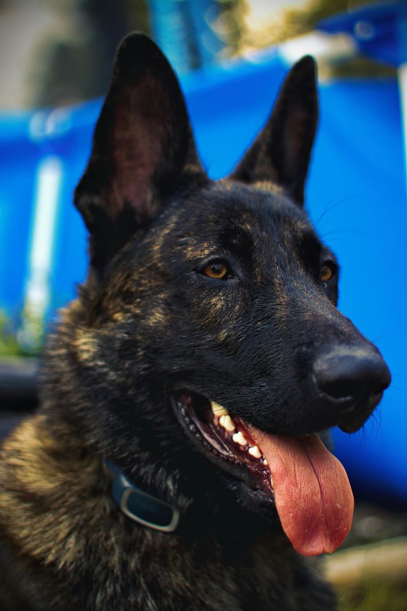 18 Highly Intelligent Large Dog Breeds That Learn New Tricks Quickly 19 Dutch Shepherd