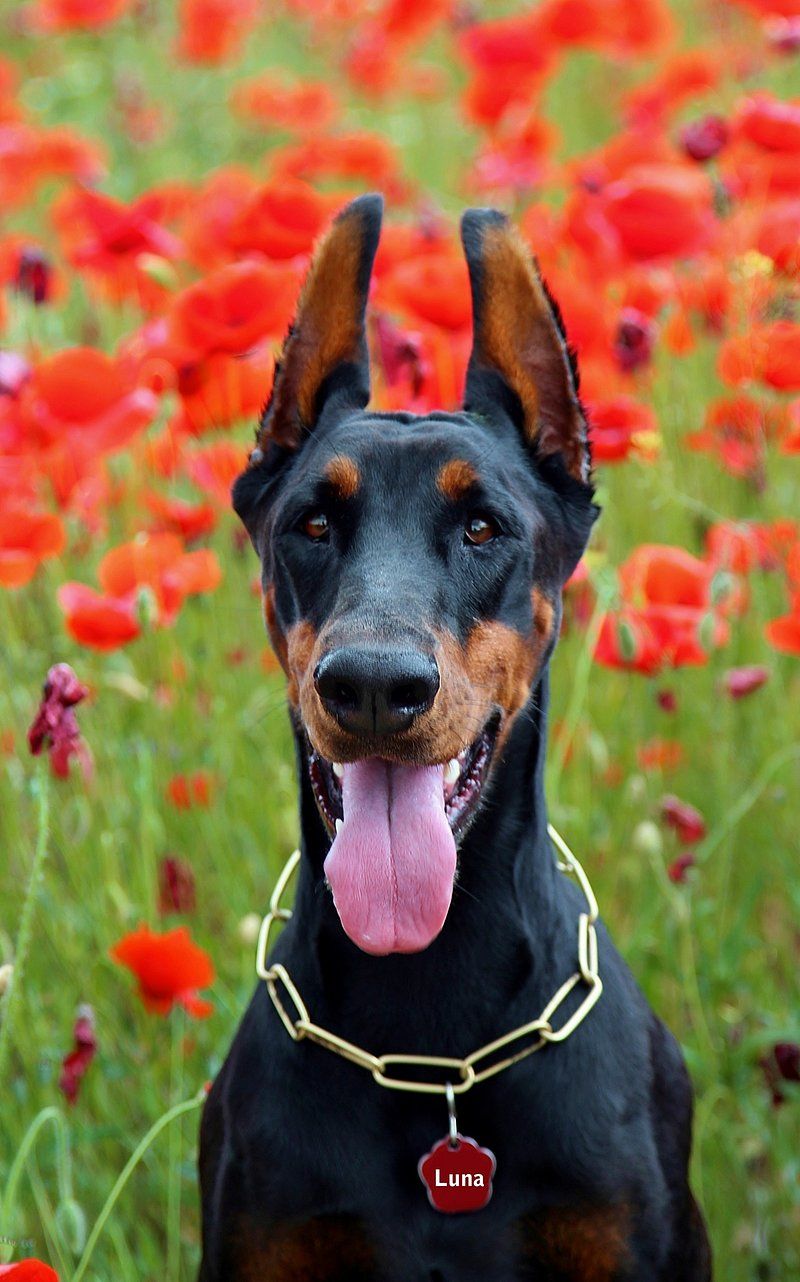 Doberman Pinscher