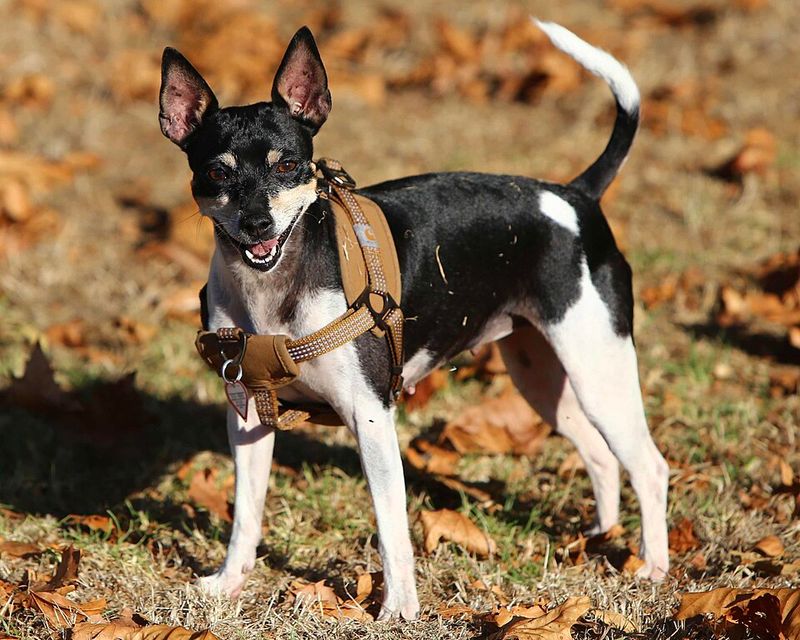 12 Dog Types That Stay Surprisingly Clean With Almost No Grooming 13 Rat Terrier