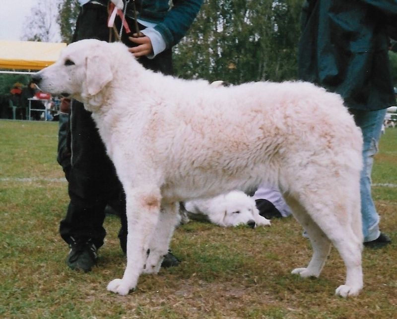 Kuvasz