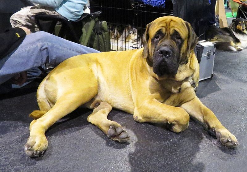 English Mastiff