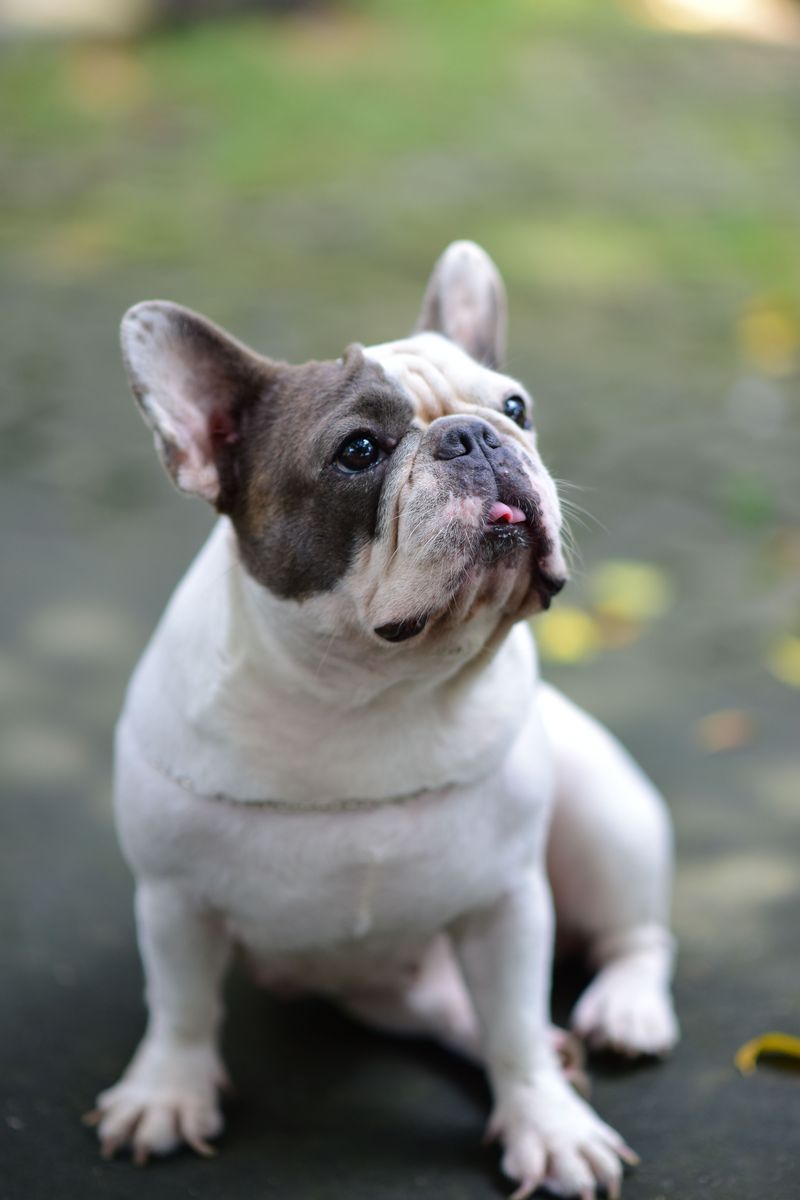 French Bulldog - compact clown with manners