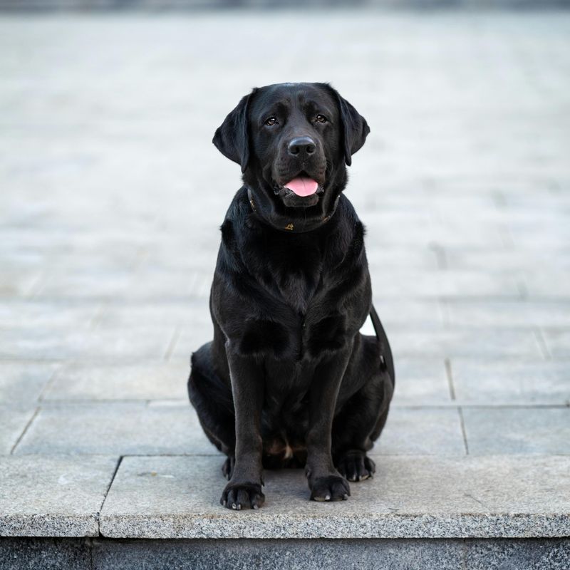 If you want less stress and fewer behavior struggles, these 13 dogs stand out 2 Labrador Retriever