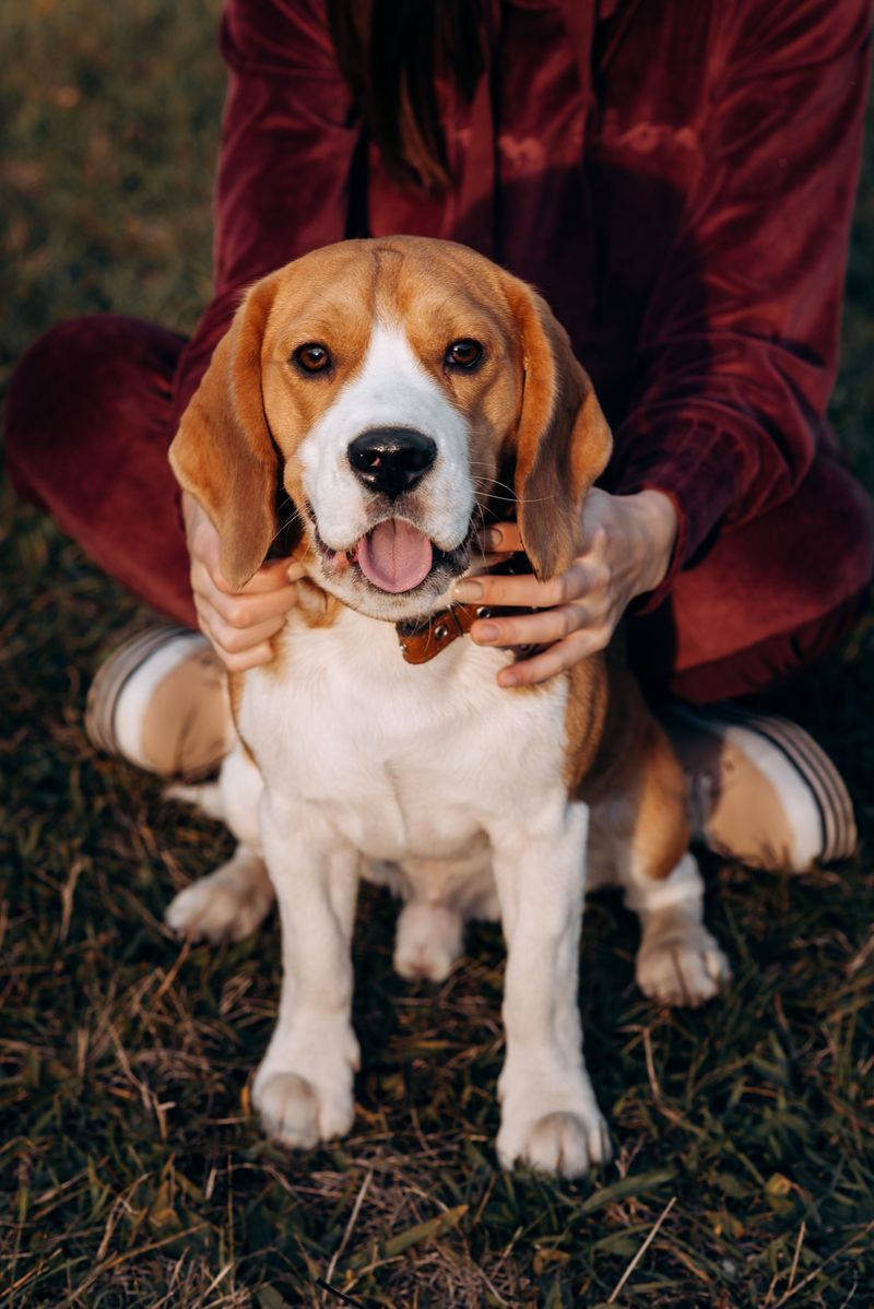 11 dog breeds that stay young at heart - plus 3 that settle into a slower rhythm early 5 Beagle
