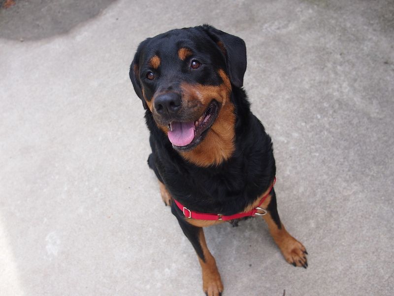 Rottweiler