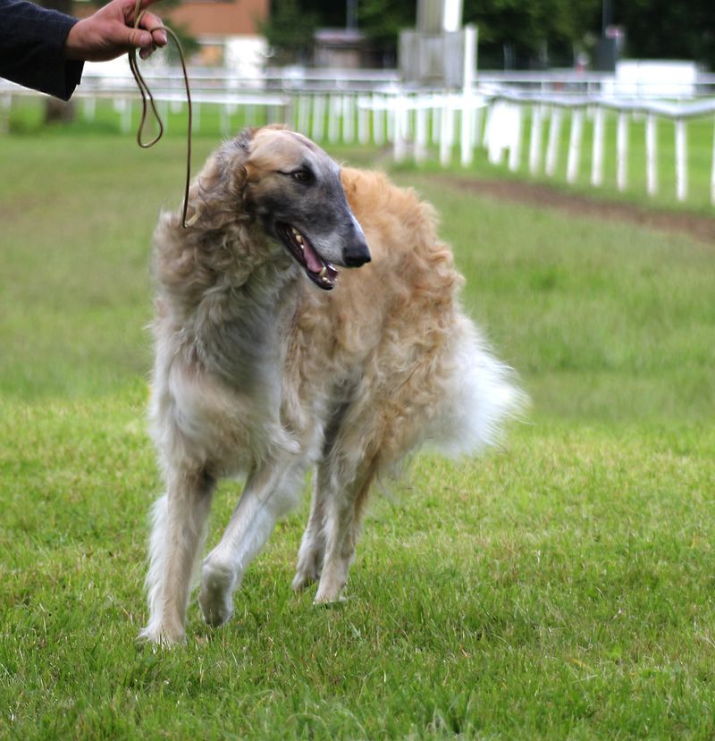 Borzoi