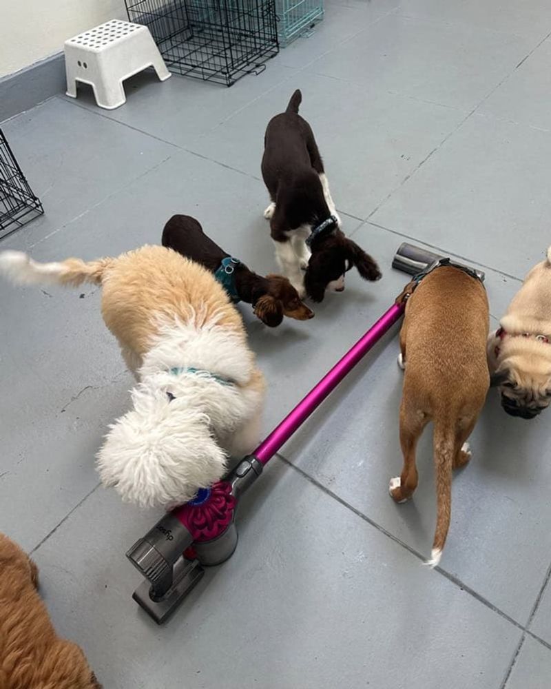 7 Everyday Sounds That Make Dogs Anxious and How You Can Help Them Feel Safe 4 Vacuum Cleaners