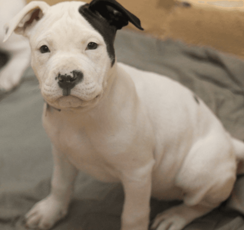 American Pit Bull Terrier