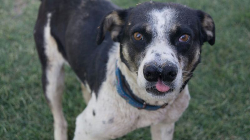 19 Rare Dog Breeds Known for Their Confident and Independent Nature 10 Catalburun (Turkish Split-Nose Pointer)