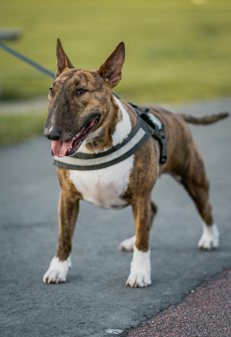 13 hilariously judgmental dogs that somehow make disappointment look personal 9 Bull Terrier