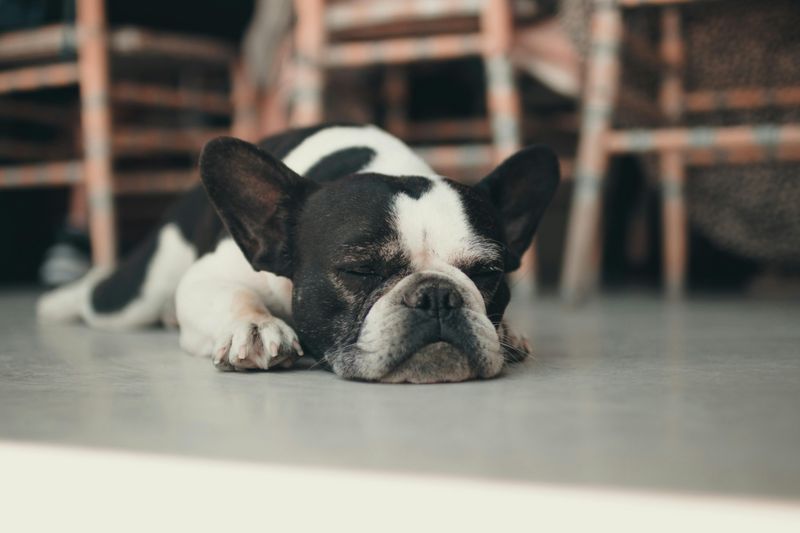 12 Dog Types That Can’t Stand Being Left Alone (And Show It Dramatically) 6 French Bulldog