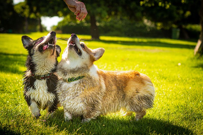 13 unforgettable dog breeds that refuse to fit the usual stereotypes 8 Corgi