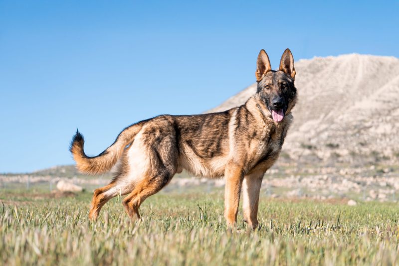German Shepherd
