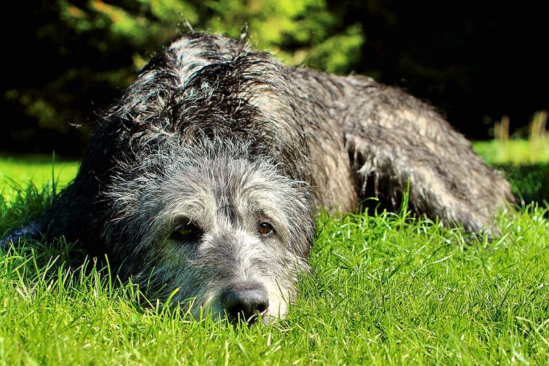 Irish Wolfhound