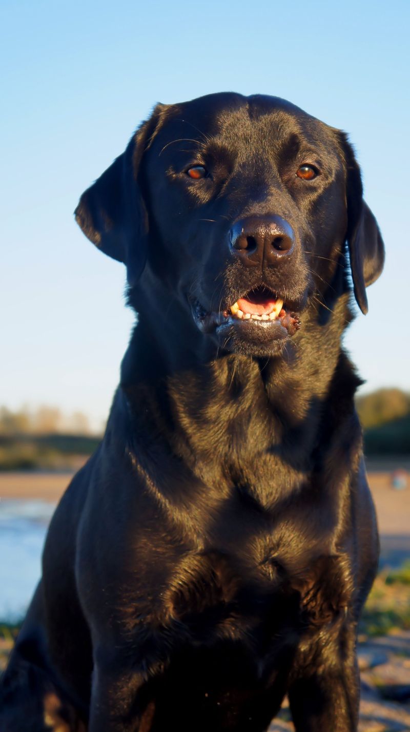 Life doesn't always follow a schedule - and these dog breeds seem perfectly fine with that 6 Flat-Coated Retriever
