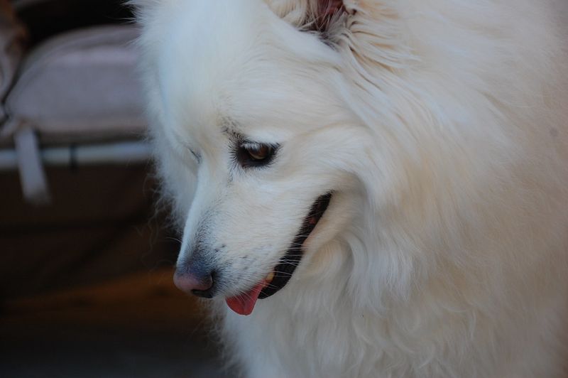 Samoyed