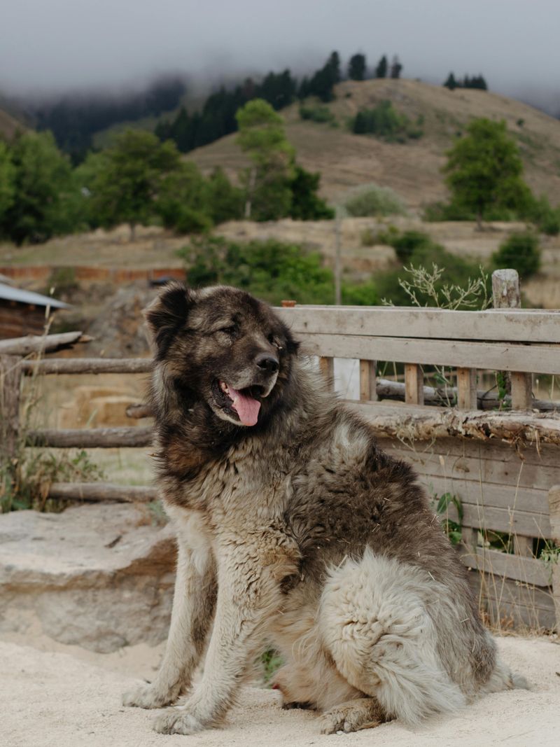 Ancient Working Roots Still Show Today - 14 Breeds That Haven’t Lost Their Original Instincts 15 Caucasian Shepherd Dog