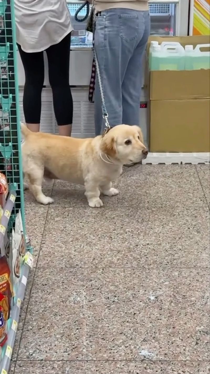 A few famous mixes dominate attention - These unusual combinations barely get mentioned 6 Corgidor - Corgi × Labrador Retriever