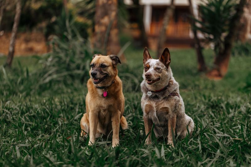 Give these dog breeds room, purpose, and outdoor work - then watch their instincts come alive 2 Australian Cattle Dog