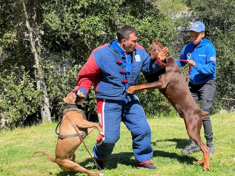 Excessive barking at strangers or other dogs