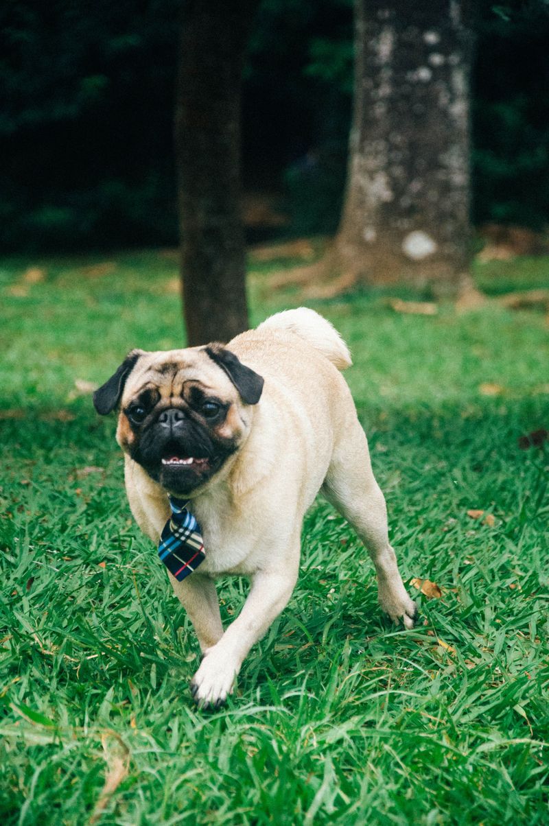 Living with these dog breeds can mean deciding whether to laugh first or clean up first 7 Pug