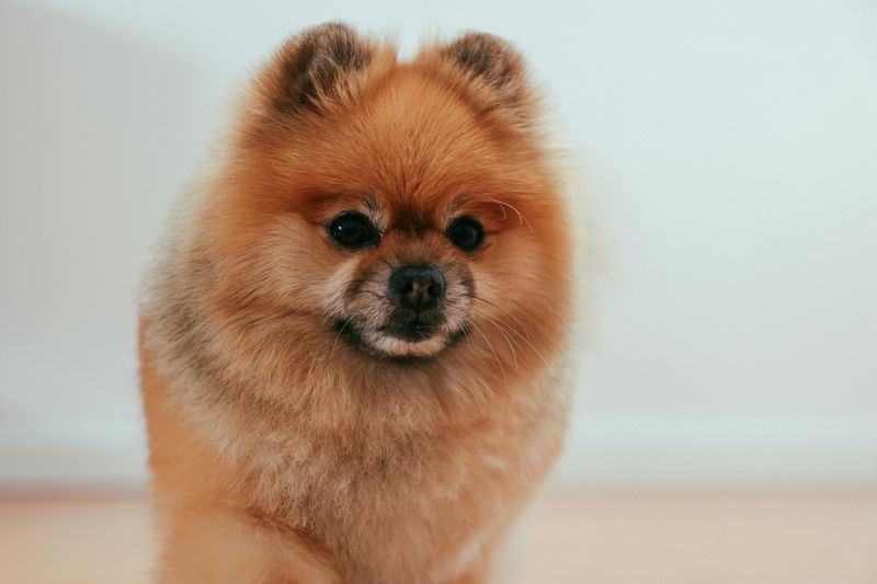 15 Majestic Dog Breeds That Boast Lion-Like Manes 9 Pomeranian